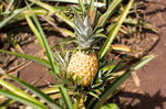 Pinapple of Dole Plantation