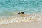 Kailua Beach