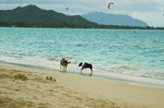 Kailua Beach