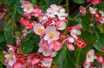 クラ・ロッジ 植物園