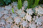 クラ・ロッジ 植物園