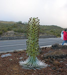 silversword